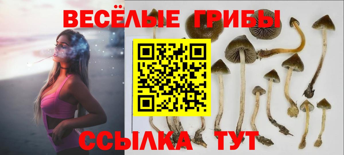 Чайковский  Галлюциногенные грибы MAGIC MUSHROOMS  Вход с VPN  Галлюциногенные грибы Cubensis 